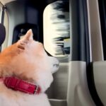 車に乗った犬が『お散歩だ』とウキウキしていたら、洗車機に入ってしまい…想定外の展開で見せた『表情』に反響「ドキドキｗ」「ヨシヨシしたい」(ブログ)