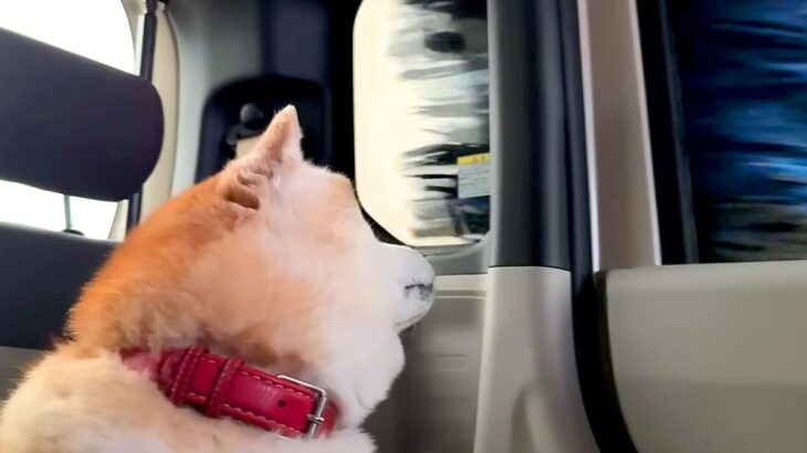 車に乗った犬が『お散歩だ』とウキウキしていたら、洗車機に入ってしまい…想定外の展開で見せた『表情』に反響「ドキドキｗ」「ヨシヨシしたい」(ブログ)