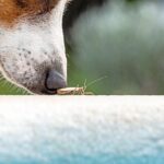 犬が虫を食べてしまったら…？起こり得るトラブルや危険な症状まで解説(ブログ)