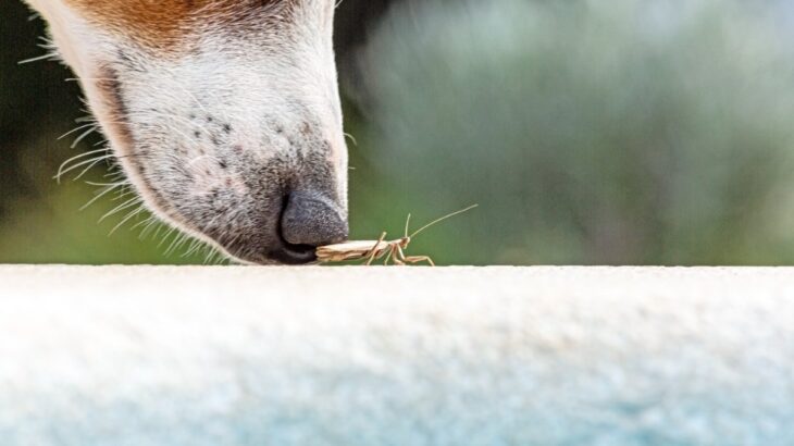 犬が虫を食べてしまったら…？起こり得るトラブルや危険な症状まで解説(ブログ)