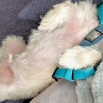 散歩が大嫌いな犬が『外に行かなくても済む方法』をひらめいて…子どものような『まさかの作戦』に6万いいね集まる「一生懸命考えたんだなｗｗ」(ブログ)