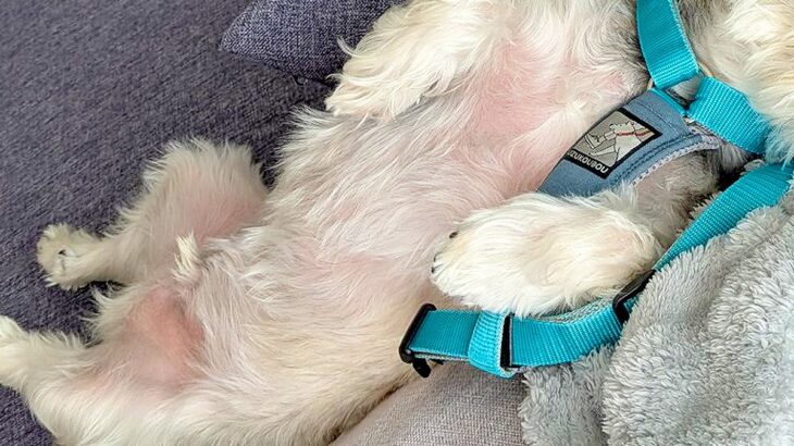 散歩が大嫌いな犬が『外に行かなくても済む方法』をひらめいて…子どものような『まさかの作戦』に6万いいね集まる「一生懸命考えたんだなｗｗ」(ブログ)
