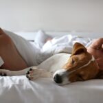 犬と一緒に寝ると運気が下がる？風水的に良くないといわれている理由まで解説(ブログ)