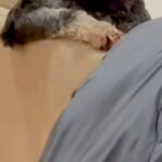 仕事で帰りが少し遅くなった結果→待っていた犬たちの『姿勢』が…思わず二度見する『まさかの光景』に爆笑の声「大物感あって草」「人間？ｗ」(ブログ)