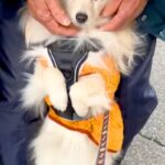 90歳のおじいちゃんのことが大好きな犬→お散歩に行きたいのに、離れようとせず…『駄々をこねてしまう光景』に反響「すまし顔ｗｗ」「可愛い」(ブログ)