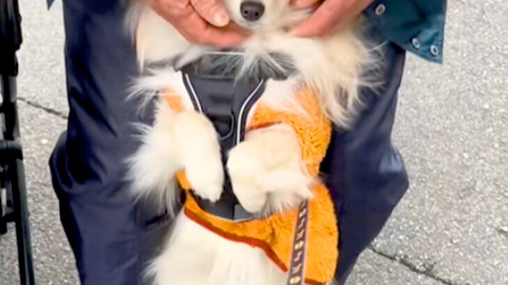 90歳のおじいちゃんのことが大好きな犬→お散歩に行きたいのに、離れようとせず…『駄々をこねてしまう光景』に反響「すまし顔ｗｗ」「可愛い」(ブログ)