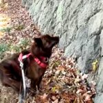 散歩中に見つけた『大きな壁』を上ろうとする甲斐犬→『さすがに登れないかな』と思ったら…衝撃の光景が23万再生「忍者犬」「カッコイイ」(ブログ)