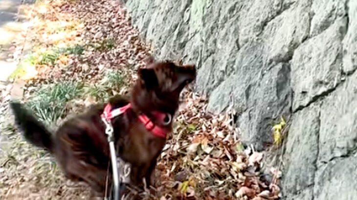 散歩中に見つけた『大きな壁』を上ろうとする甲斐犬→『さすがに登れないかな』と思ったら…衝撃の光景が23万再生「忍者犬」「カッコイイ」(ブログ)
