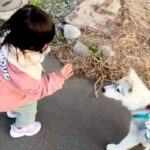 『くちぇ！』3歳の女の子が大型犬に『フセ』を指示した結果→うまく言えずに…平和すぎるやり取りが107万再生「文句言ってて草」「可愛いｗ」(ブログ)