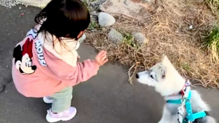 『くちぇ！』3歳の女の子が大型犬に『フセ』を指示した結果→うまく言えずに…平和すぎるやり取りが107万再生「文句言ってて草」「可愛いｗ」(ブログ)