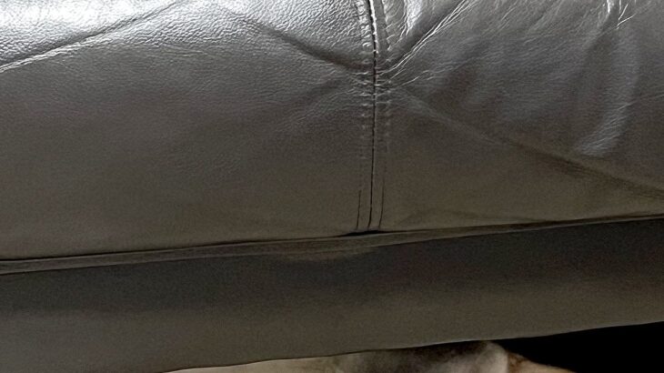 『犬を覗く時、犬もまた覗いている』ソファーの下でくつろぐワンコ→まるでホラー映画のような『表情』に1万いいね「目がｗｗ」「薄目で草」(ブログ)