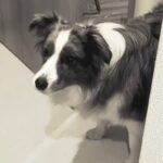 なぜか突然吠えだした犬→『何かに怯えているのかな』と思ったら…まさかの『可愛すぎる光景』が38万再生「怖かったよねｗ」「わかるの賢い」(ブログ)
