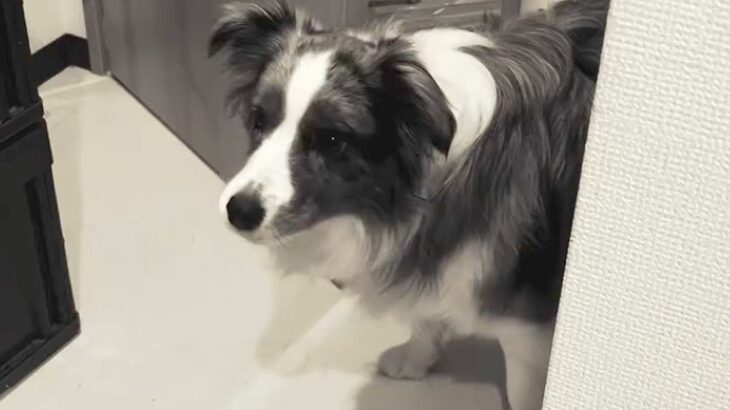 なぜか突然吠えだした犬→『何かに怯えているのかな』と思ったら…まさかの『可愛すぎる光景』が38万再生「怖かったよねｗ」「わかるの賢い」(ブログ)