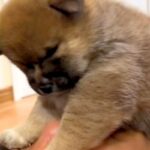 赤ちゃん犬を『パパの顔の上に乗せてみた』結果…全犬好きが羨ましがる『ご褒美すぎる光景』が54万再生「私と代わってください」「全て可愛い」(ブログ)