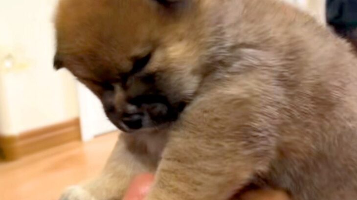 赤ちゃん犬を『パパの顔の上に乗せてみた』結果…全犬好きが羨ましがる『ご褒美すぎる光景』が54万再生「私と代わってください」「全て可愛い」(ブログ)