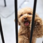 犬にとって『超危険な場所』５選　考えられるリスクや飼い主が必ずすべき対策まで(ブログ)