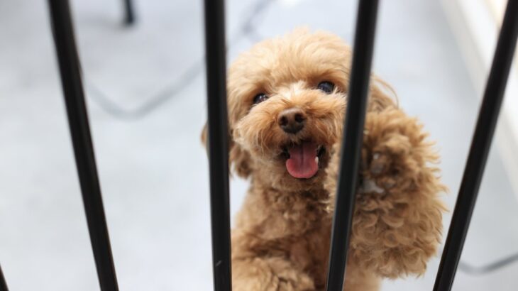 犬にとって『超危険な場所』５選　考えられるリスクや飼い主が必ずすべき対策まで(ブログ)