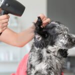 その皮膚ケア、実は逆効果かも？愛犬の肌を守るために見直したいNG習慣5つ【獣医師が解説】(ブログ)