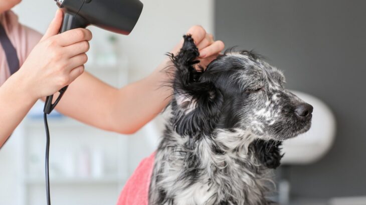 その皮膚ケア、実は逆効果かも？愛犬の肌を守るために見直したいNG習慣5つ【獣医師が解説】(ブログ)