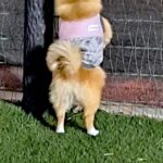 『犬をドッグランに遊ばせに来た』つもりが…思っていたのと違う『まさかの楽しみ方』に6万いいね「後ろ姿可愛いｗ」「美味しい匂いには負ける」(ブログ)