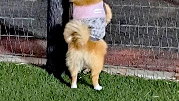 『犬をドッグランに遊ばせに来た』つもりが…思っていたのと違う『まさかの楽しみ方』に6万いいね「後ろ姿可愛いｗ」「美味しい匂いには負ける」(ブログ)