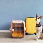 愛犬を預ける時にどんなことをしておくといい？『愛犬を預ける前にチェックしておくべきこと』を獣医が解説(ブログ)