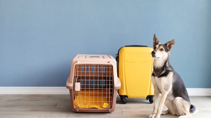 愛犬を預ける時にどんなことをしておくといい？『愛犬を預ける前にチェックしておくべきこと』を獣医が解説(ブログ)