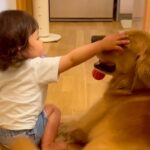 小さな女の子が大型犬を撫でた結果→手が短くて届かずに…ワンコとは思えない『まさかの気遣い』に6万いいね「思いやり凄い」「なんて優しさ」(ブログ)