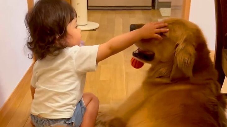 小さな女の子が大型犬を撫でた結果→手が短くて届かずに…ワンコとは思えない『まさかの気遣い』に6万いいね「思いやり凄い」「なんて優しさ」(ブログ)