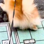『いつもの散歩コース』を歩く犬→突然『動物病院への道』に切り替わると…わかりやすく『絶望する光景』に爆笑「必死ｗｗ」「気付くの早くて草」(ブログ)