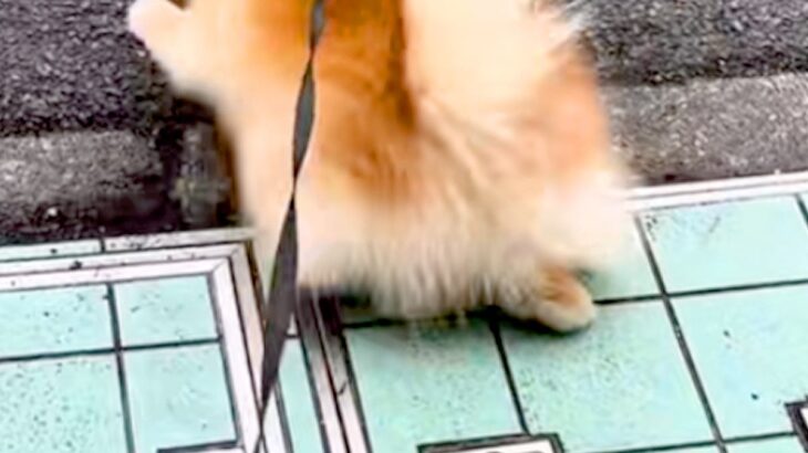 『いつもの散歩コース』を歩く犬→突然『動物病院への道』に切り替わると…わかりやすく『絶望する光景』に爆笑「必死ｗｗ」「気付くの早くて草」(ブログ)