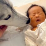 赤ちゃんが『生まれた瞬間から大型犬と育った』結果→お互い言葉を喋れなくても…尊すぎる『成長記録』が73万再生「兄弟みたい」「愛情に涙が」(ブログ)