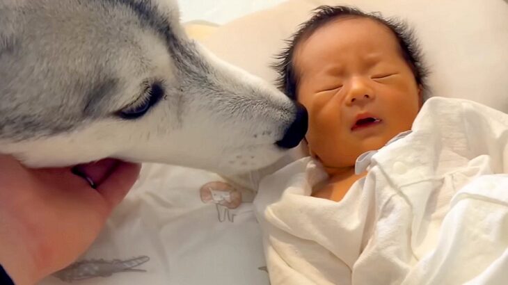 赤ちゃんが『生まれた瞬間から大型犬と育った』結果→お互い言葉を喋れなくても…尊すぎる『成長記録』が73万再生「兄弟みたい」「愛情に涙が」(ブログ)