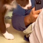 飼い主に恋をしている犬→生まれて初めて『叱られた』結果…わかりやすく絶望している『表情』が201万再生「怒りにくいｗ」「もろに出てて草」(ブログ)