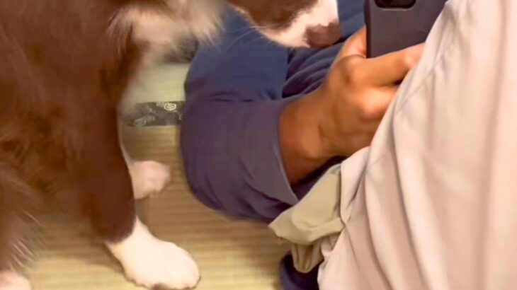 飼い主に恋をしている犬→生まれて初めて『叱られた』結果…わかりやすく絶望している『表情』が201万再生「怒りにくいｗ」「もろに出てて草」(ブログ)
