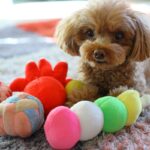 犬に与えてはいけない『危険なおもちゃ』５選　事故に繋がる玩具の特徴とは？(ブログ)