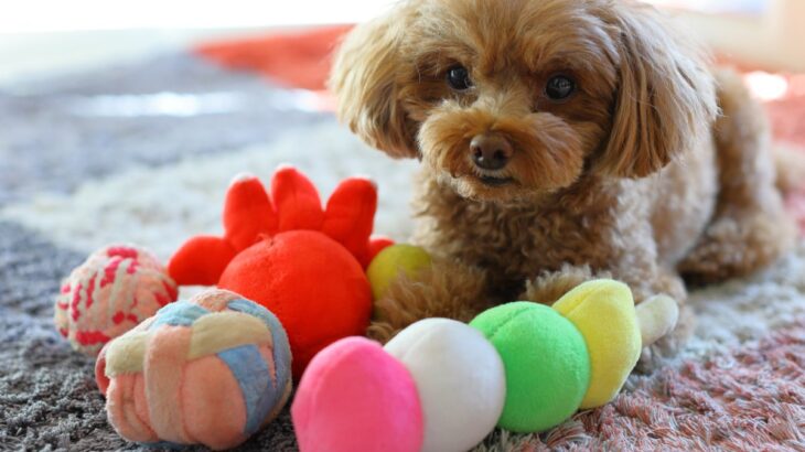 犬に与えてはいけない『危険なおもちゃ』５選　事故に繋がる玩具の特徴とは？(ブログ)