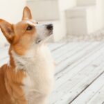 犬が『ごはん食べたい』と言っているサイン6つ　空腹を感じているときにみせる仕草や行動とは？(ブログ)