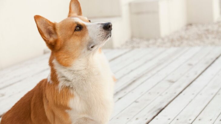 犬が『ごはん食べたい』と言っているサイン6つ　空腹を感じているときにみせる仕草や行動とは？(ブログ)