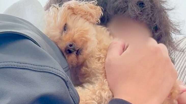 1週間、実家に犬を預けた結果→再会した瞬間に…相思相愛な『おかえりなさい！』が泣けてくると19万再生「涙が出た…」「無限に見れる」と絶賛(ブログ)