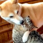 猫のことが大好きすぎる犬→愛が溢れて『チューをした』結果…思わず吹き出す攻防戦が454万再生「戦意喪失してて草」「大人しくて笑うｗｗ」(ブログ)