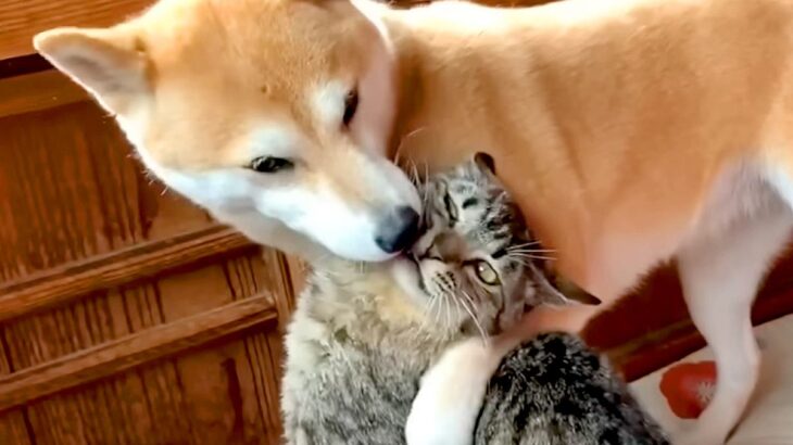猫のことが大好きすぎる犬→愛が溢れて『チューをした』結果…思わず吹き出す攻防戦が454万再生「戦意喪失してて草」「大人しくて笑うｗｗ」(ブログ)
