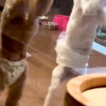 犬と泊まれるホテルで『客室露天風呂』に入った結果→ふと部屋を見ると…全くリラックスできない光景が29万再生「太鼓の達人で草」「シンクロ」(ブログ)