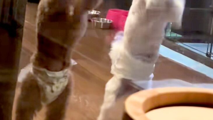 犬と泊まれるホテルで『客室露天風呂』に入った結果→ふと部屋を見ると…全くリラックスできない光景が29万再生「太鼓の達人で草」「シンクロ」(ブログ)