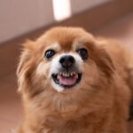 犬が『初対面の人と仲良くなれない』理由4つ　警戒心を抱いてしまう原因まで解説(ブログ)