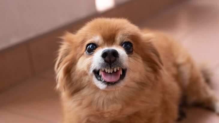 犬が『初対面の人と仲良くなれない』理由4つ　警戒心を抱いてしまう原因まで解説(ブログ)