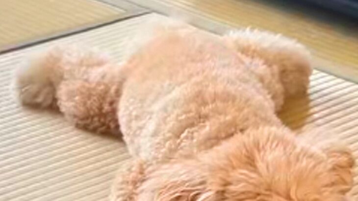 『ぬいぐるみにしか見えない…』犬のやる気スイッチが切れる瞬間を撮影→想像以上に『溶けてしまう光景』が84万再生「充電切れｗ」「和む」(ブログ)