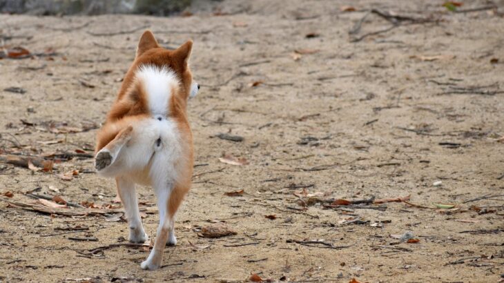 犬がウンチをした後に『地面を蹴る』のはなぜ？やめてほしい場合に飼い主ができることまで(ブログ)