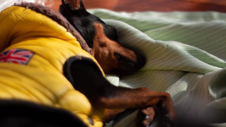 犬が『気象病』になっているときの症状5つ　季節の変わり目に注意すべきこととは？(ブログ)