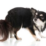 『神経質な犬』の共通点5選　主な特徴やデリケートなワンコへの適切な対応まで(ブログ)